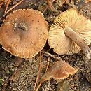 Inocybe grammata (strzępiak jedwabisty)