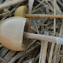 Stropharia dorsipora