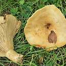 Lactarius evosmus