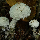 Cystolepiota petasiformis