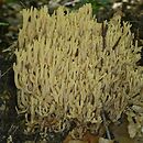 Ramaria pallidosaponaria