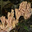 Ramaria fagetorum