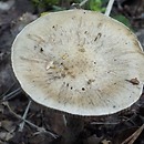 Inocybe queletii