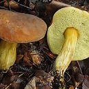 Hortiboletus engelii (parkogrzybek plamkostopy)