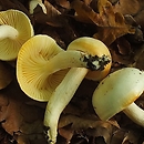 Hygrophorus discoxanthus