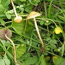 Agrocybe paludosa (polówka błotna)