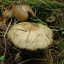 Clitocybe ditopa (lejkówka mączna)