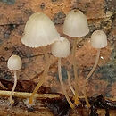 Mycena pterigena (grzybówka paprociowa)