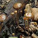 Psilocybe coprophila (łysiczka odchodowa)