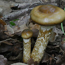 Hygrophorus persoonii (wodnicha oliwkowobrązowa)