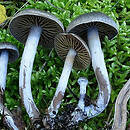 Cortinarius atrocaeruleus (zasłonak czarnogołąbkowy)