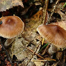 Cortinarius comptulus