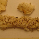 Fibroporia vaillantii (włóknica sznurowana)