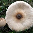 Macrolepiota phaeodisca