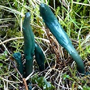 Microglossum pratense (małozorek łąkowy)