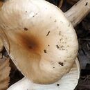 Hygrophorus unicolor (wodnicha pomarańczowopłowa)