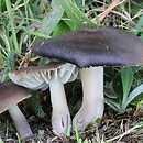 Hygrocybe nitrata (wilgotnica kwaskowata)