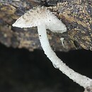 Cystoagaricus hirtosquamulosus (kruchopieczarka jesionowa)