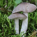 Dermoloma cuneifolium (gęsianka różowobrązowa)