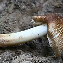 Inocybe fulva