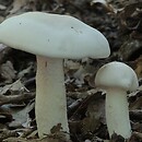 Hygrophorus cossus (wodnicha wonna)