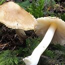 Inocybe bresadolae (strzępiak owocowy)