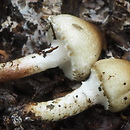 Lepiota forquignonii