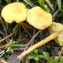 Calocybe naucoria (gęśnica ziarnista)