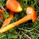 Hygrocybe substrangulata (wilgotnica piaskowa)