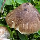 Inocybe proximella (strzępiak torfowiskowy)