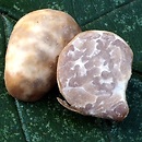 Tuber rapaeodorum (trufla rzepiasta)