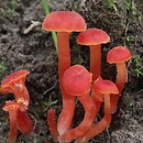 Hygrocybe phaeococcinea