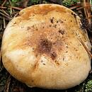 Cortinarius balteatoalbus