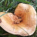 Lactarius zonarius (mleczaj pręgowany)