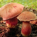 Rubinoboletus rubinus (rubinoborowik dębowy)