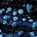 Chlorociboria aeruginosa (chlorówka grynszpanowa)