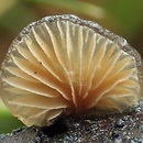 Hohenbuehelia pinacearum