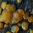 Dacrymyces lacrymalis