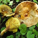 Paxillus adelphus