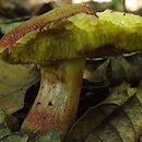 Boletus marekii