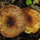 Paxillus olivellus