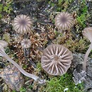 Omphalina pararustica