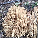 Ramaria brunneomaculata