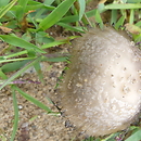 Coprinopsis spilospora