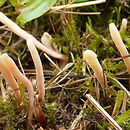 Clavaria incarnata (goździeniec cielisty)