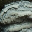 Oxyporus obducens (napień rozpostarty)