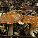 Cortinarius illuminus