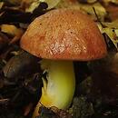 Aureoboletus gentilis (złotoborowik drobny)