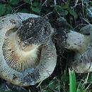 Paxillus obscurisporus