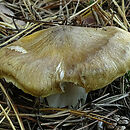 Tricholoma arvernense